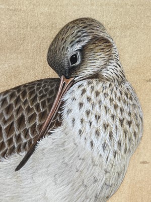 Lot 282 - John Lewis Fitzgerald, Bar-tailed Godwit