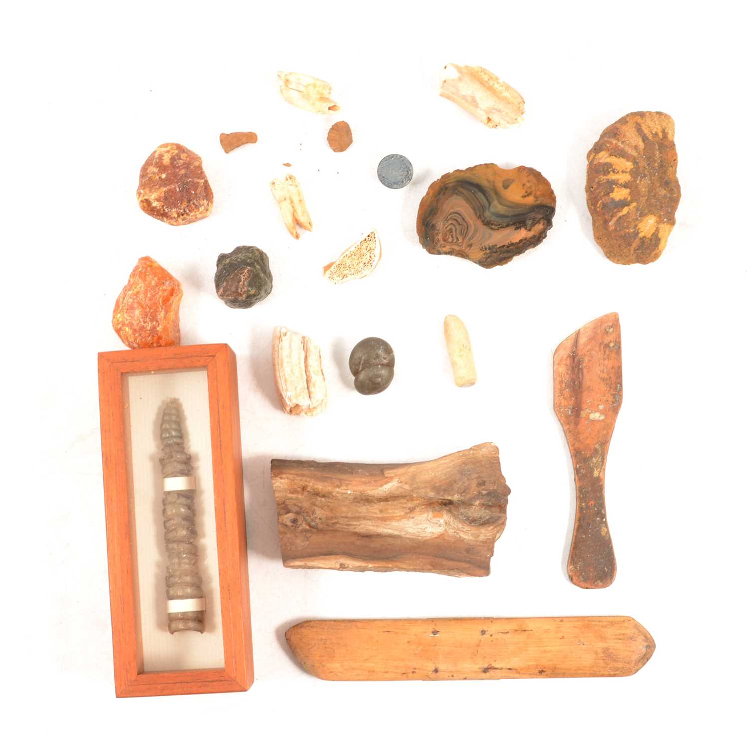 Lot 247 - Small collection of fossilised wood and other natural history items