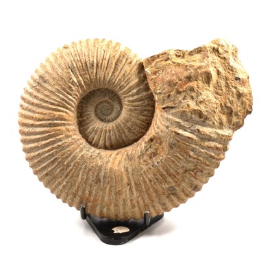 Lot 94 - Large ammonite fossil