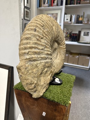 Lot 94 - Large ammonite fossil