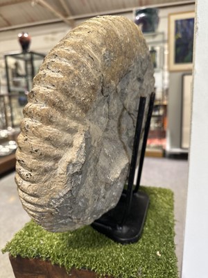 Lot 94 - Large ammonite fossil