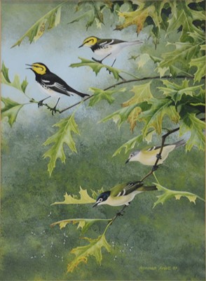 Lot 267 - Norman Arlott, Golden-cheeked warblers and Black-capped vireos.