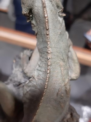 Lot 66 - Oswald Merchor, Fiji banded Iguana on a rock