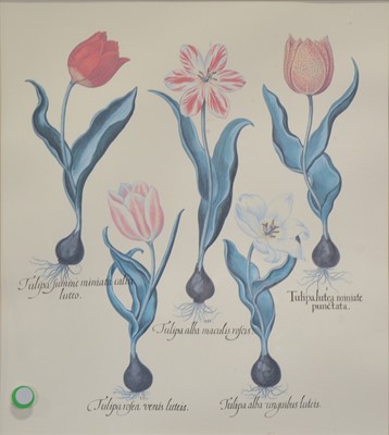 Lot 410 - Five botanical prints