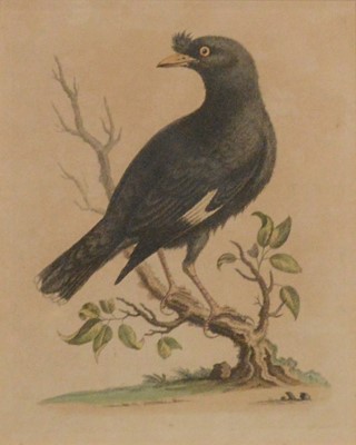 Lot 120 - After George Edwards, fourteen ornithological bird prints