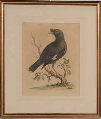 Lot 120 - After George Edwards, fourteen ornithological bird prints