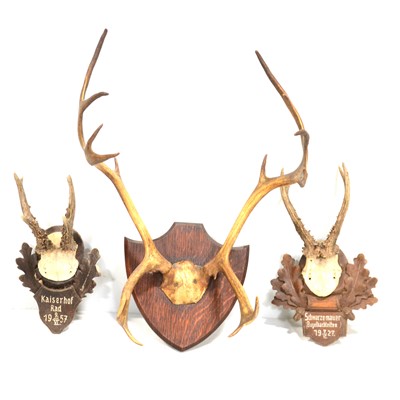 Lot 142A - Three sets of mounted antlers