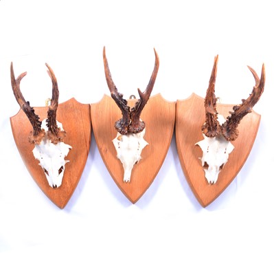 Lot 141 - Taxidermy; three oak-mounted deer caps.