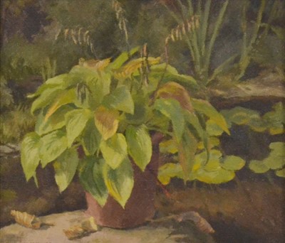 Lot 443 - Gillian Whaite, Plants round a garden pond.