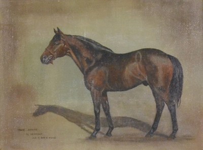 Lot 422 - Brook, Free State by Hot Foot out of Born Free.