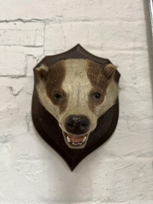 Lot 398 - Taxidermy badger's head and a red fox mask