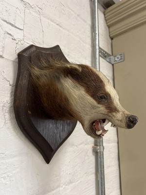 Lot 398 - Taxidermy badger's head and a red fox mask