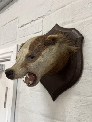 Lot 398 - Taxidermy badger's head and a red fox mask