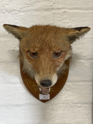 Lot 398 - Taxidermy badger's head and a red fox mask
