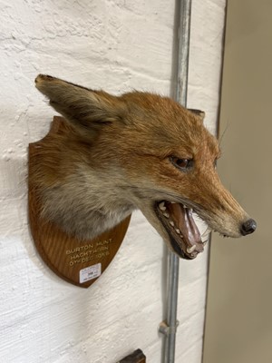 Lot 398 - Taxidermy badger's head and a red fox mask