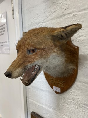 Lot 398 - Taxidermy badger's head and a red fox mask