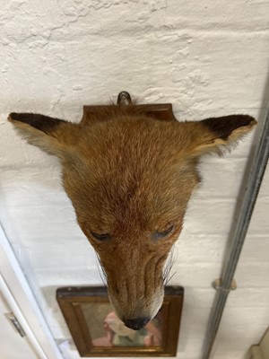 Lot 398 - Taxidermy badger's head and a red fox mask