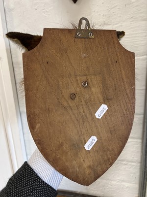 Lot 398 - Taxidermy badger's head and a red fox mask