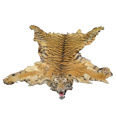 Lot 515 - Early 20th century Bengal Tiger skin rug